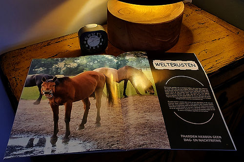 Huisvesting vanuit het paard | Magazine deel 1