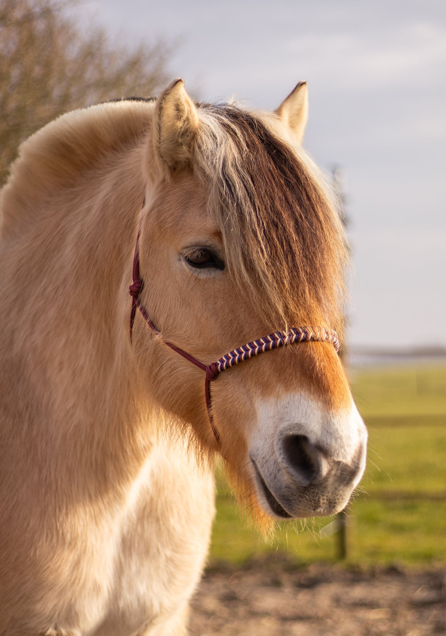Myrthe's Horse Passion - Fishtail Rope Halter 2025-2026