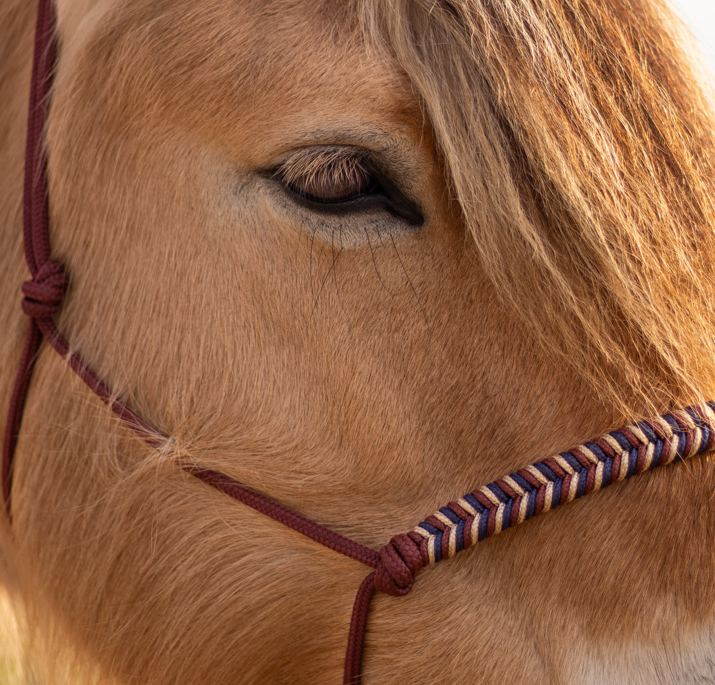 Myrthe's Horse Passion - Fishtail Rope Halter 2025-2026