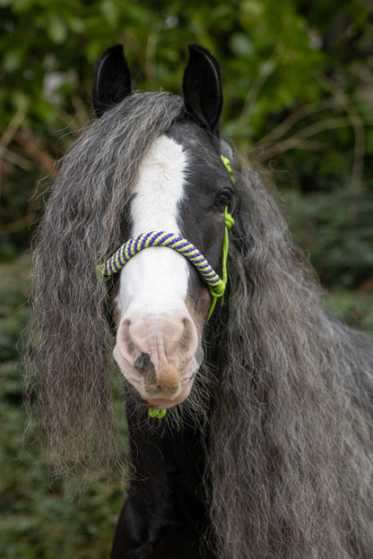 Rope halter lime with lime-purple noseband and earband