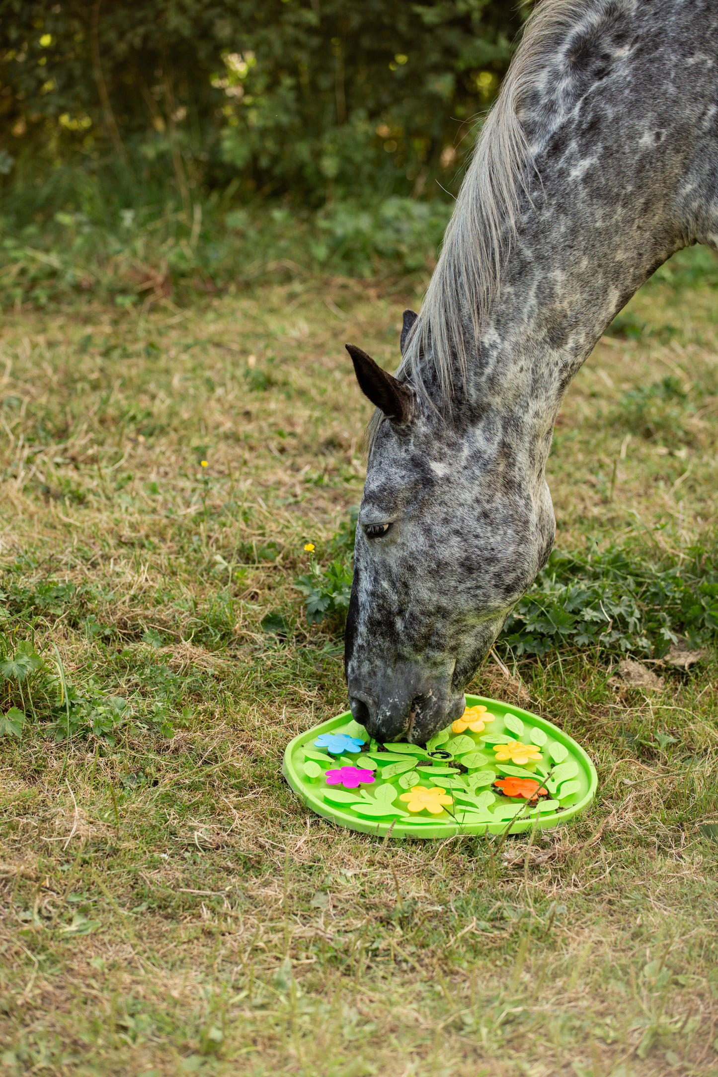 Excellent Horse - Schnüffelteppich Flower Power