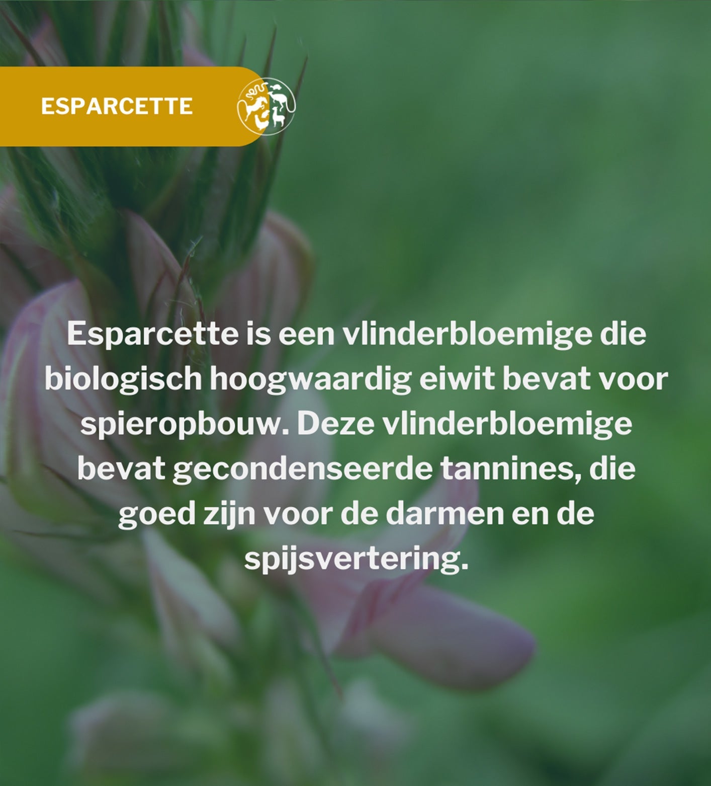 Metazoa | BalanceFit Esparcette (voorheen: Fitright Esparcette)