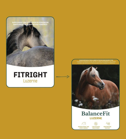 Metazoa | BalanceFit Luzerne (precedentemente: Fitright Luzerne)