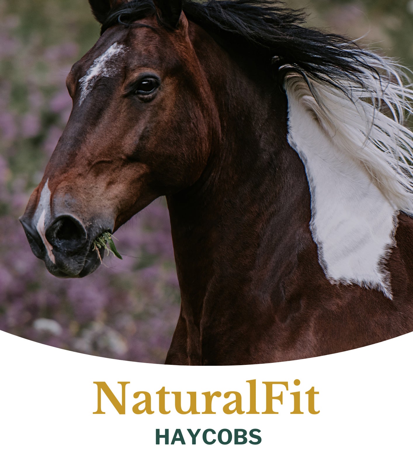 Metazoa | NaturalFit Haycobs Timothee (graanvrije slobber)
