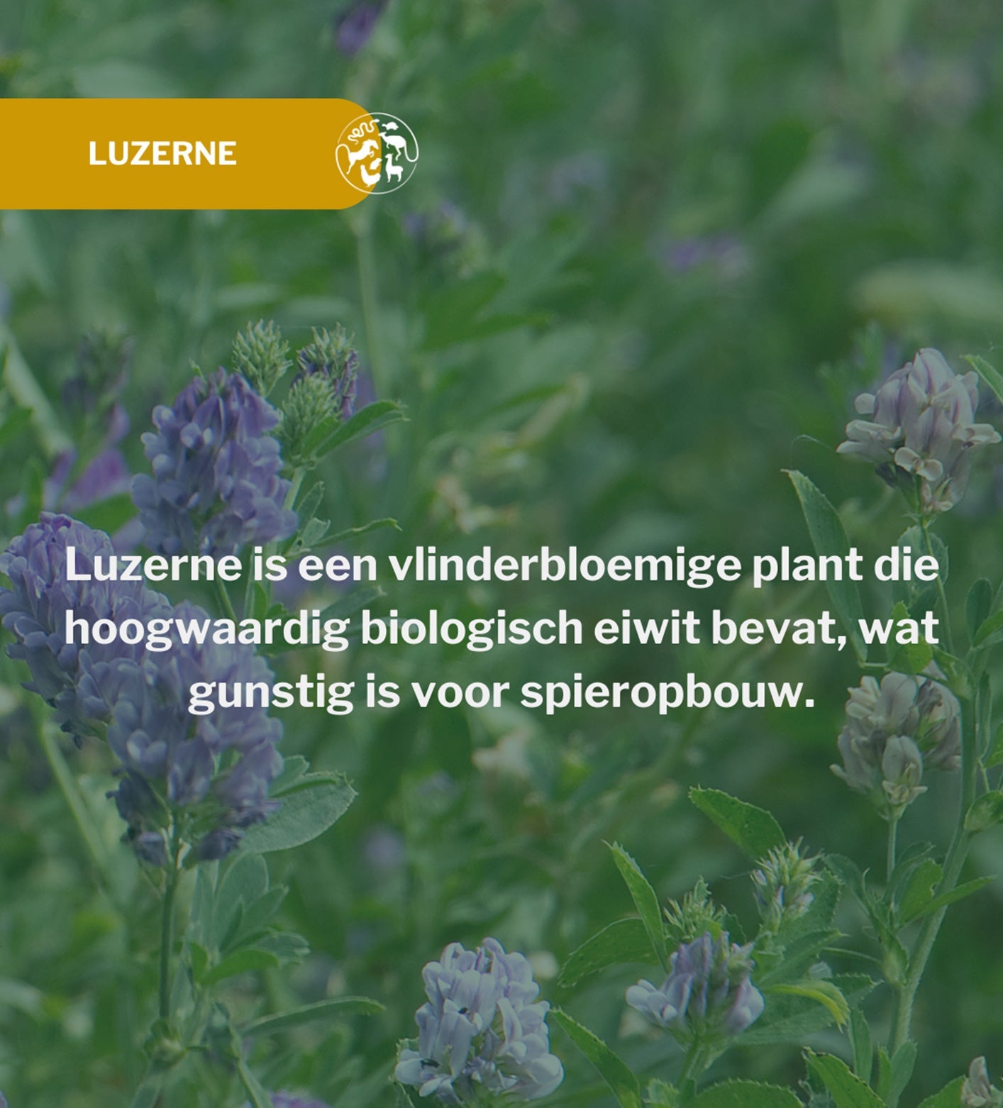 Metazoa | NaturalFit Muscle (voorheen: MuscleFit HP23)