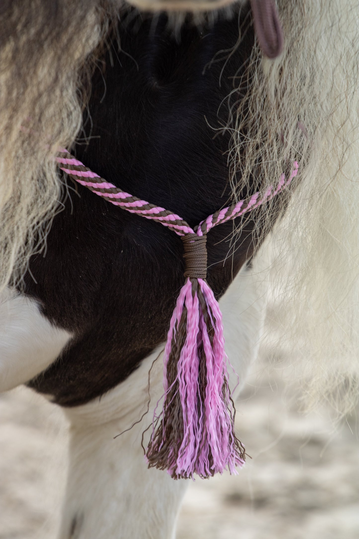 Rope Halter Set Raspberry