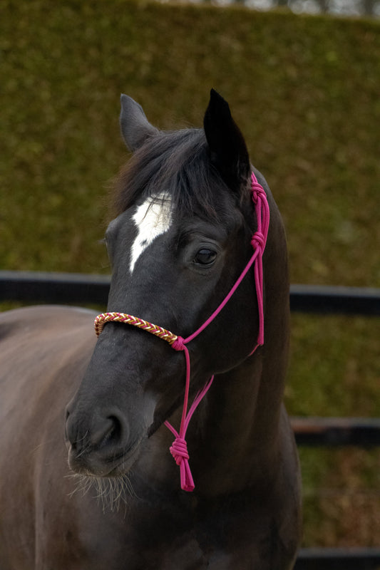 Rope halter with braided noseband cranberry, gold and caramel