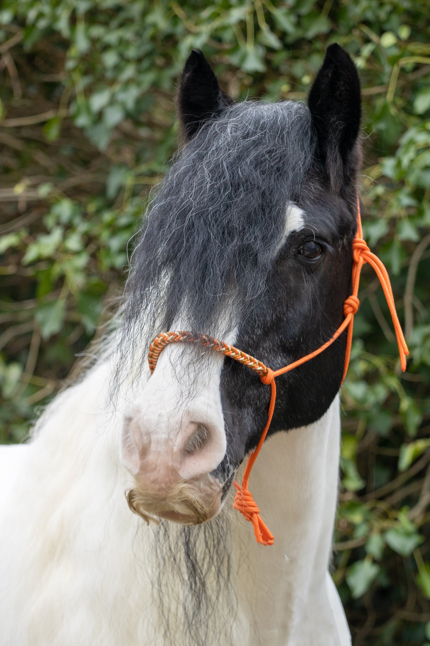 Rope halter with braided noseband orange, gold and caramel