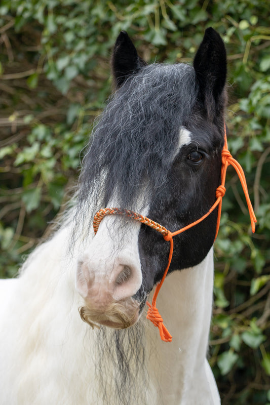 Rope halter with braided noseband orange, gold and caramel