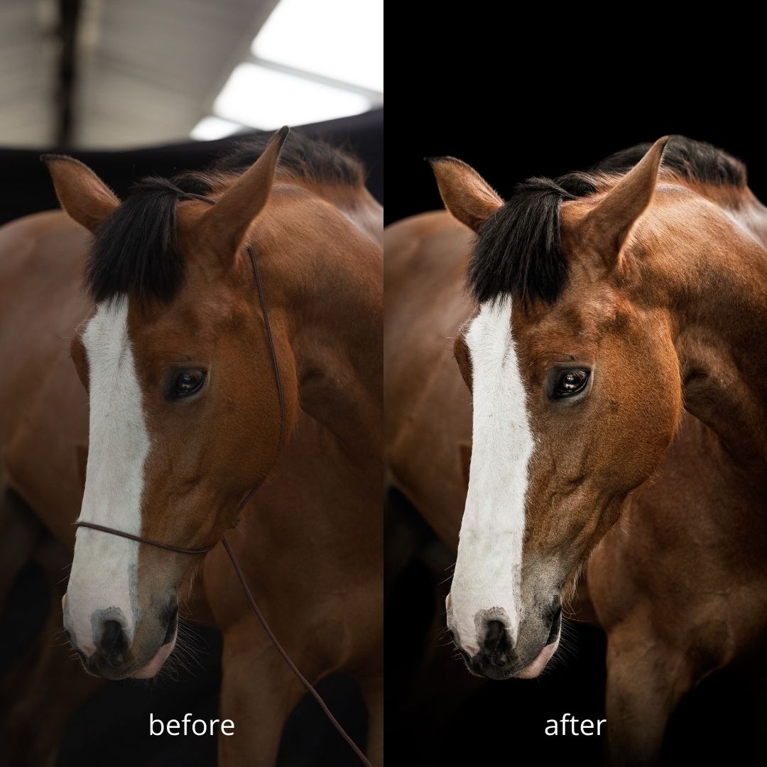 Myrthe's Paardenpassie - Licol photo