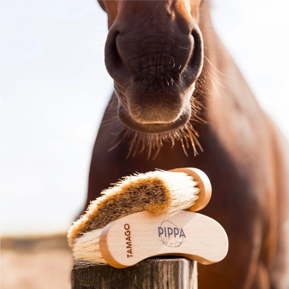 PIPPA - Paardenborstel Harde Flick Borstel
