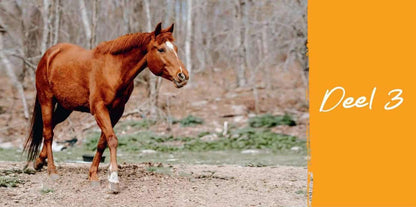 Elvira Noot | Horse Essentials