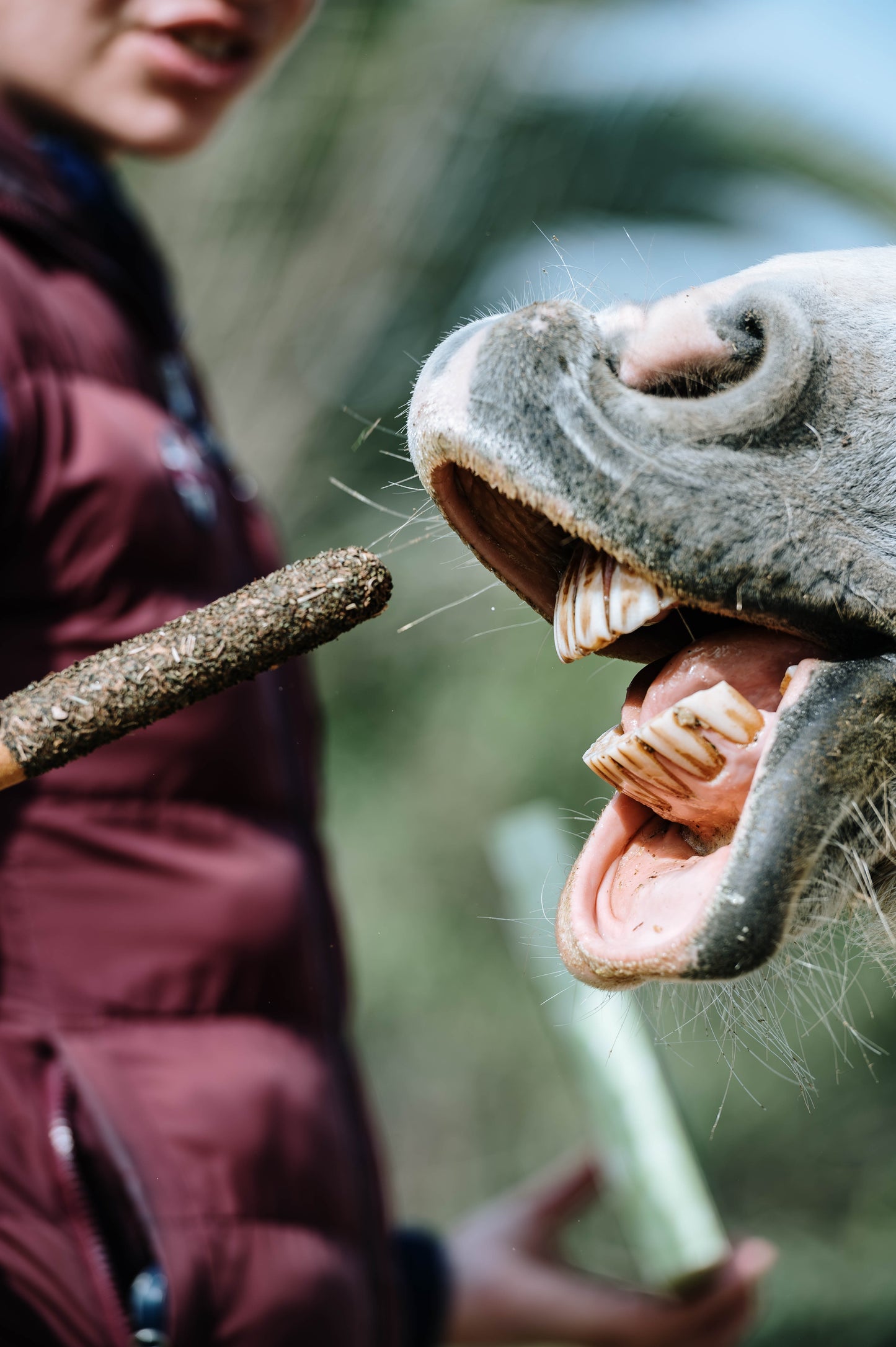 Candy Horse - Horse-shaped cookies with herbal sticks, 6 pieces