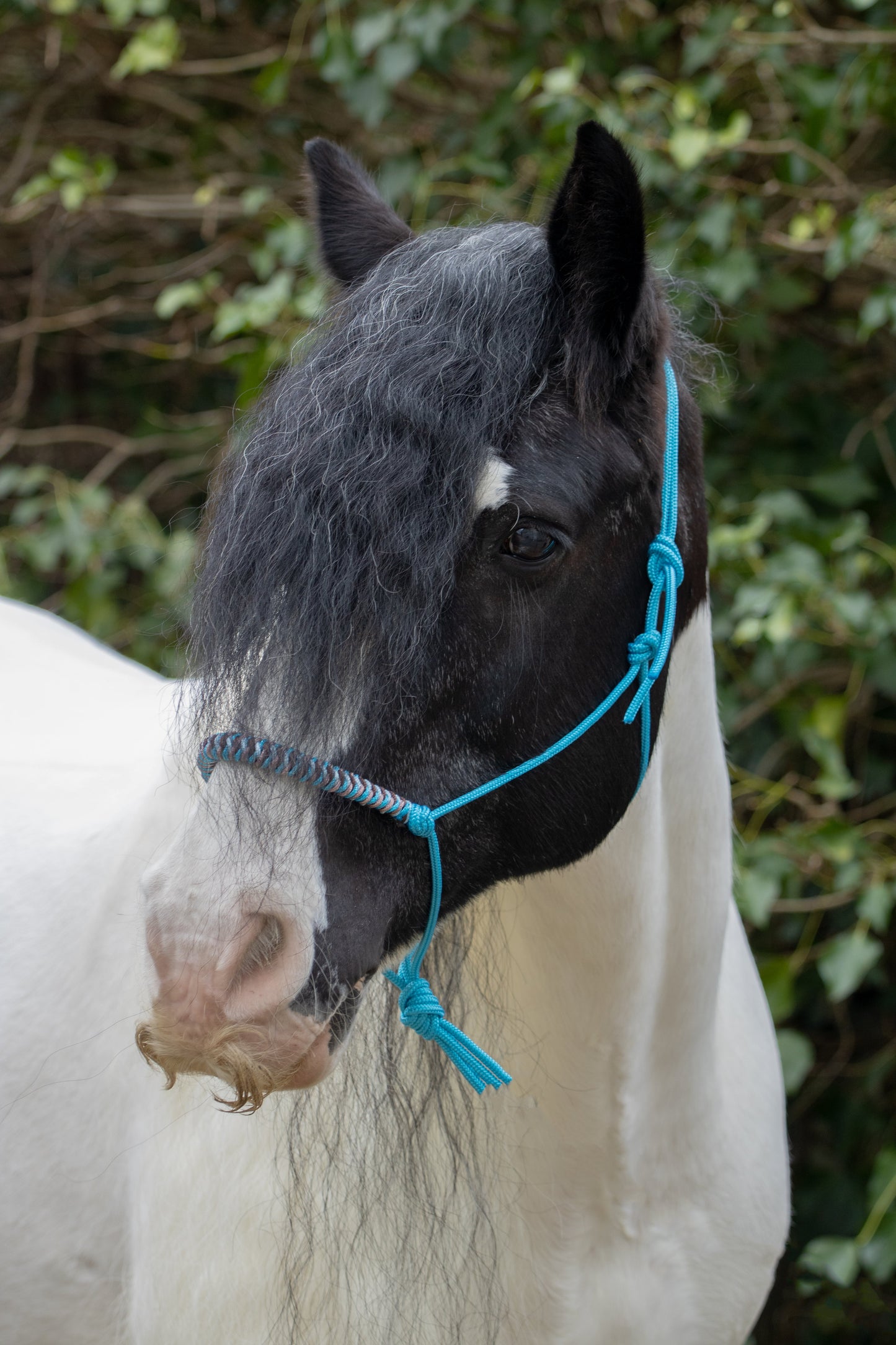 Rope Halter Vienna Noseband Ocean Blue, Copper, Baby Blue, and Brown