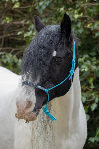 Rope Halter Vienna Noseband Ocean Blue, Copper, Baby Blue, and Brown