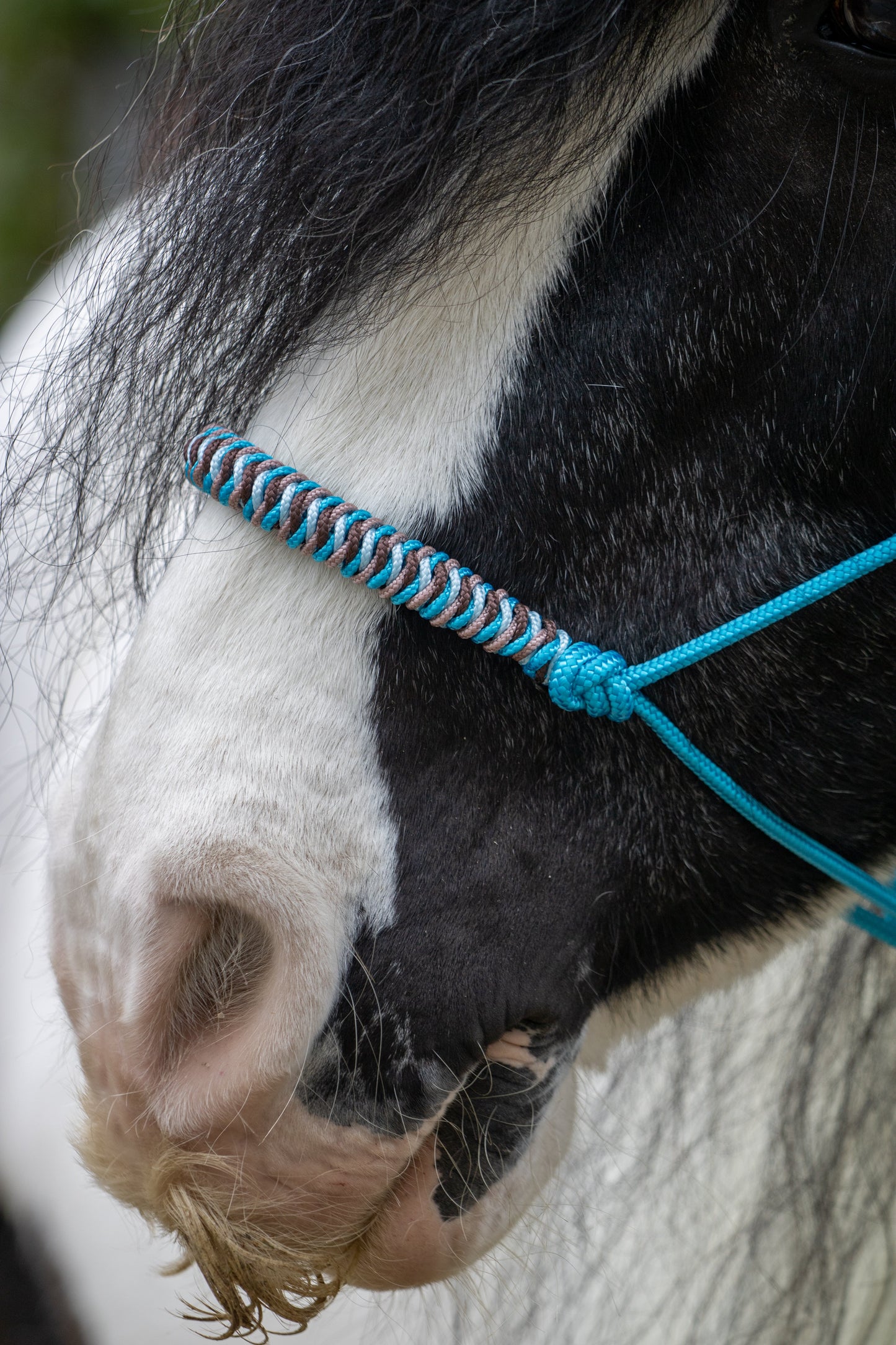 Rope Halter Vienna Noseband Ocean Blue, Copper, Baby Blue, and Brown