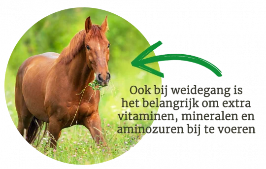 Vitalbix | Daily Complete (Original)