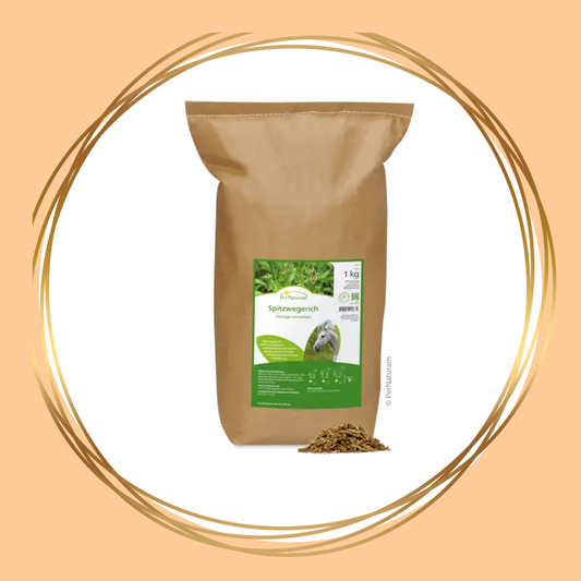 PerNaturam | Spitzwegerich (weegbree)